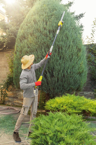 Reliable Lofall, WA  Tree Services Solutions